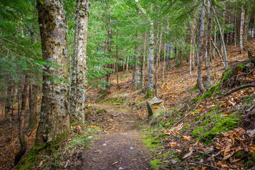 Woods in the mountains. Woods in the region of Manteigas, Serra da Estrela - Portugal