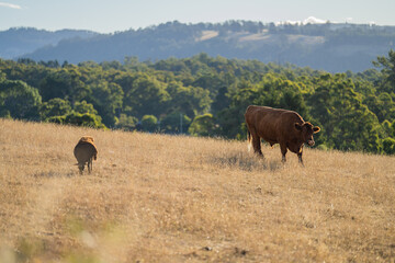 Beef cows and calves grazing on grass in Australia. eating hay and silage. breeds include speckled park, murray grey, wagyu, angus and brangus.