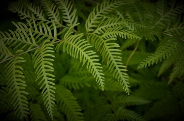 Fototapeta na wymiar beautiful natural background of fern leaves, plants