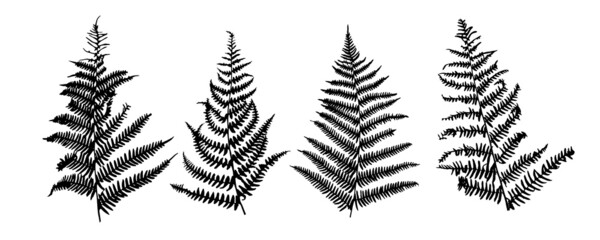 Vector silhouettes of fern leaves isolated on white background