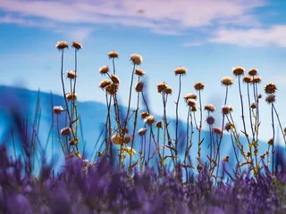 Foto op Plexiglas Blauw Velden in bloei, zomer witte bloemen