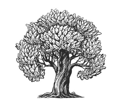 Oak tree with leaves sketch. Nature concept vintage vector illustration
