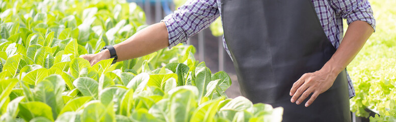 Young asian man working in hydroponic system vegetables organic lettuce farm, male is harvest for agriculture at greenhouse, entrepreneur examining farmland and industry in the plantation, one person.