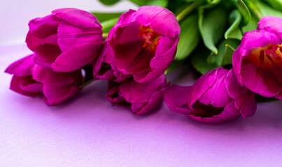 mother's day background. view from above. Beautiful bouquet of purple tulips on a purple background.