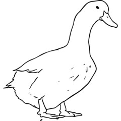 Ink Drawing of Duck