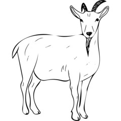 Ink sketch of Goat