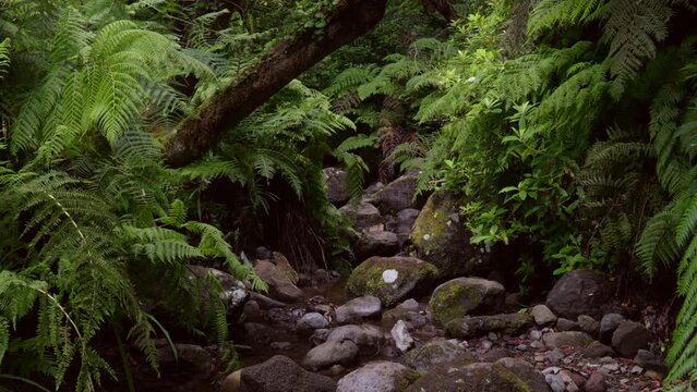 Deep inside the lush green forests on the Island of Madeira, where a little brooklet is located