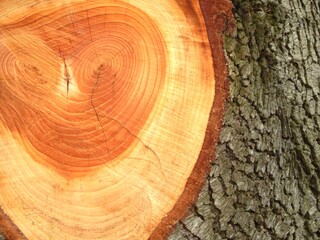 Détail des cernes d'un arbre sur l'emplacement d'une branche fraichement coupée par un bucheron et écorce rugueuse