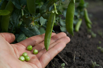 In a man's hand there is a young green pea on the background of a growing plant