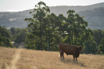 Beef cows and calves grazing on grass in Australia. eating hay and silage. breeds include speckled park, murray grey, wagyu, angus and brangus.