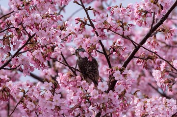 pink cherry blossom