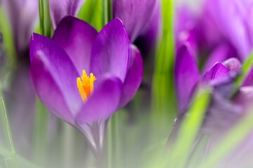 Obraz premium Blooming Crocus Flower in Springtime