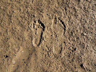 two footprints in the wet sand, on the beach a small footprint next to a large footprint