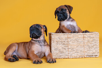 Close-up studio portrait of two cute bull mastiff puppies on yellow background. One sits in a basket, other lying down on the floor. Funny wrinkled faces, copy space.