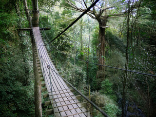 Obraz premium Flying gibbons adventure crossing over hanging bridge in the tropical jungle thailand