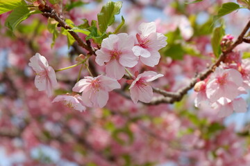 Obraz na płótnie Canvas ピンクの桜