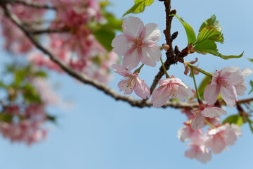 桜の枝