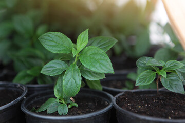 Seedlings in pots in the greenhouse. Young green shoots in a pot. A new crop. Preparation for the new season in agriculture.