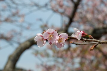 桜の枝