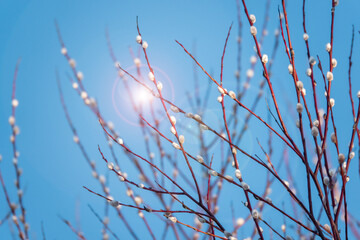 Willow branches with green catkins on a blu background - obrazy, fototapety, plakaty