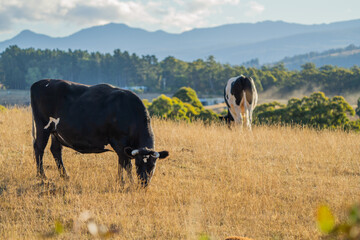 Close up of Stud speckle park Beef bulls, cows and calves grazing on grass in a field, in...