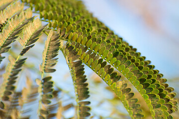 Green Leaves of Albizia julibrissin known as sengon tree. Spring wallpaper and background.