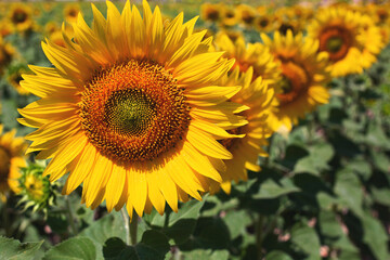 Sunflower buds in the field are shown in close-up. The topic of agriculture of sunflowers. Spain.