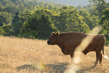 Close up of Stud speckle park Beef bulls, cows and calves grazing on grass in a field, in...