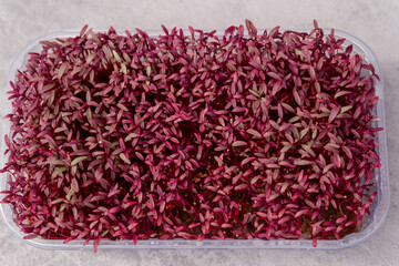 Amaranth micro herbs. Sprouting micro greens. Seed germination at home. Vegan and healthy eating, green living concept. Sprouted amaranth seeds. Micro greens. Growing sprouts. Sprouts of amaranth