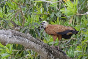 Black-collared Hawk (Busarellus nigricollis) on a branch, Pantanal, Mato Grosso, Brazil