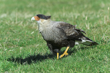 Southern Crested Caracara (Caracara plancus), Torres del Payne National Park, Chilean Patagonia, Chile
