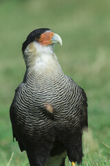 Southern Crested Caracara (Caracara plancus), Torres del Payne National Park, Chilean Patagonia, Chile