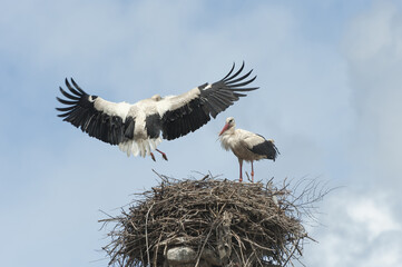 Couple of White storks (Ciconia ciconia) on the nest, one in flight, Izmir Province, Aegean region, Turkey