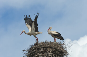 Couple of White storks (Ciconia ciconia) on the nest, one in flight, Izmir Province, Aegean region, Turkey