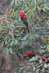 Red-and-green Macaw (Ara chloropterus), Mato Grosso do Sul, Brazil