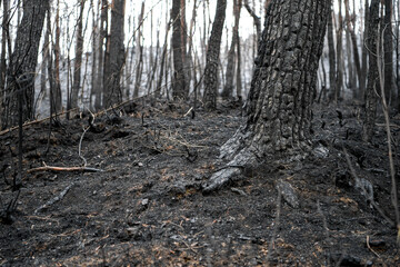 Forests charred by wildfires in South Korea in early 2022