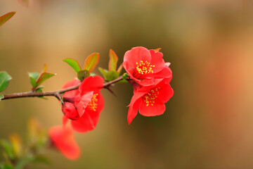 Flowers of Chaenomeles speciosa