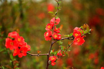 Flowers of Chaenomeles speciosa