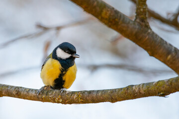 bird on a branch