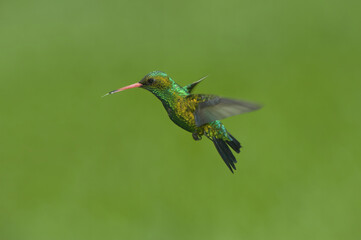 Fototapeta premium Glittering-bellied Emerald (Chlorostilbon lucidus), Trochilidae family, Parana Delta, Argentina, South America