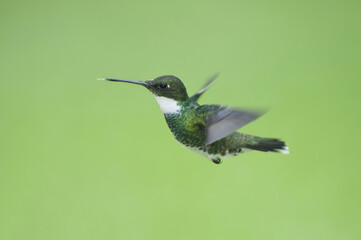 Fototapeta premium White-throated Hummingbird (Leucochloris albicollis), Trochilidae family, Parana Delta, Argentina
