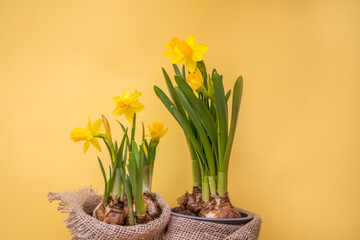 Spring blossoming daffodils , springtime blooming narcissus ,jonquill,flowers, selective focus