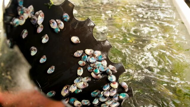 Tiny abalone spat crawl down plastic housing; commercial production