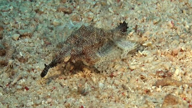 Seamoth Pegasus Fish walking over sandy ocean floor