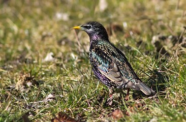 starling on the grass