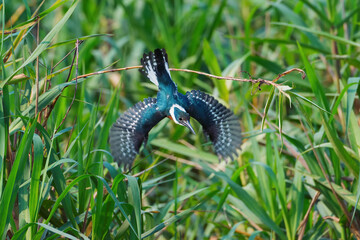 Green Kingfisher (Chloroceryle Americana) in flight, Pantanal, Mato Grosso, Brazil
