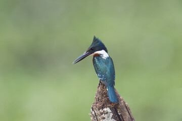 Green Kingfisher (Chloroceryle Americana), Pantanal, Mato Grosso, Brazil