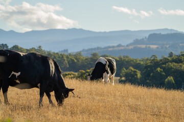 Close up of Stud speckle park Beef bulls, cows and calves grazing on grass in a field, in...