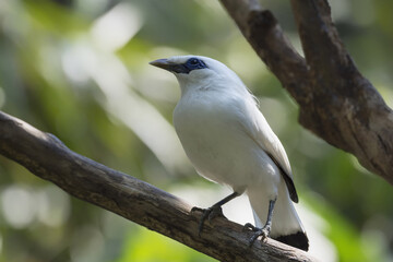 Bali Starling (Leucopsar rothschildi), Bali, Indonesia