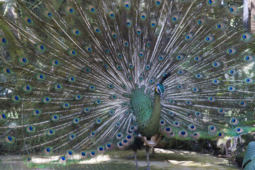 Obraz premium Java green Peafowl (Pavo muticus), Bali, Indonesia